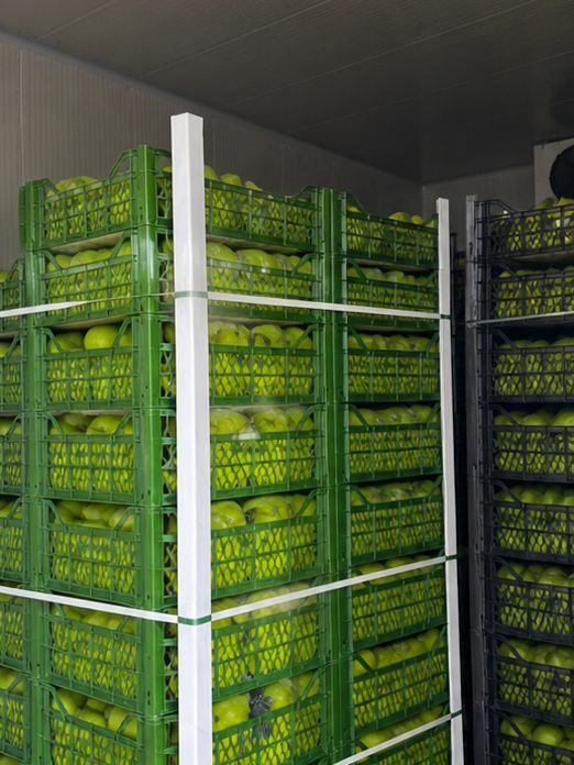 Green apples in cold storage