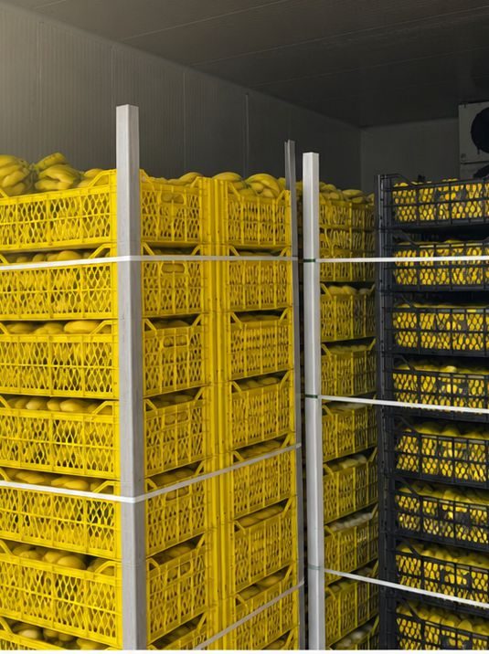 Citrus crates