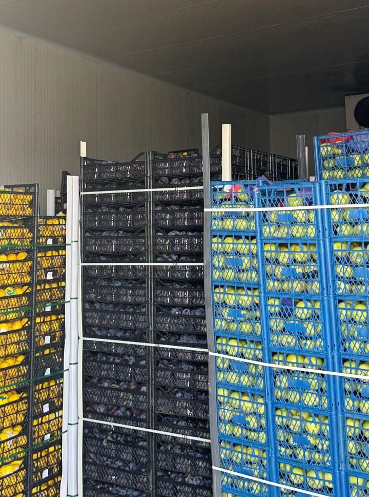 Plums and citrus crates