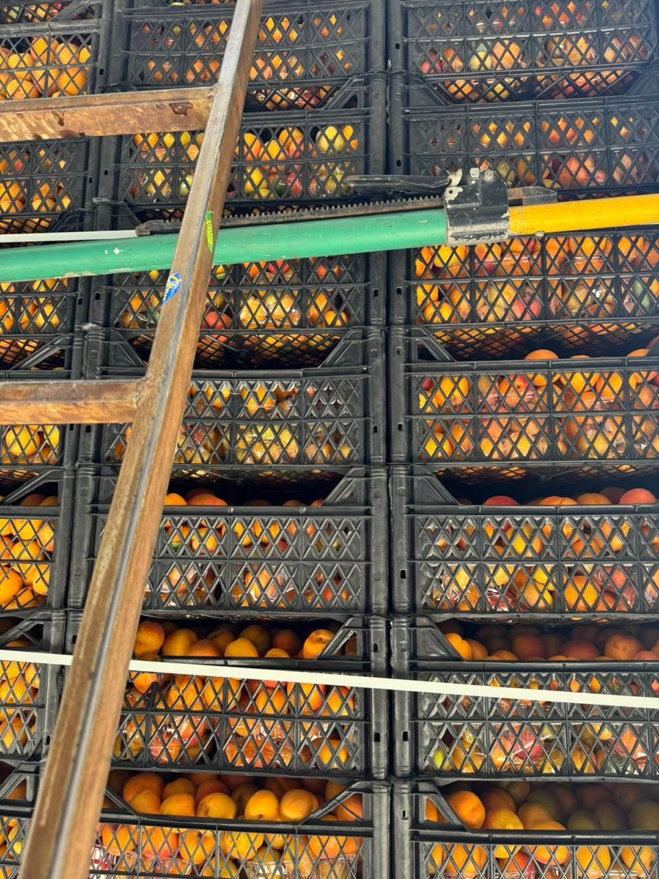 Apricot crates